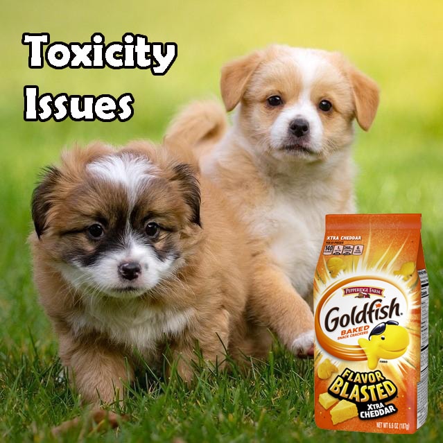 Can Dogs Eat Goldfish Crackers? [be cautious]