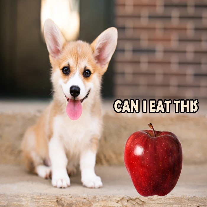 Are Apple Skins Bad For Dogs