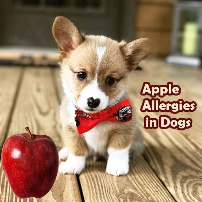 Can Dogs Eat Apple Skin? [See what to avoid]