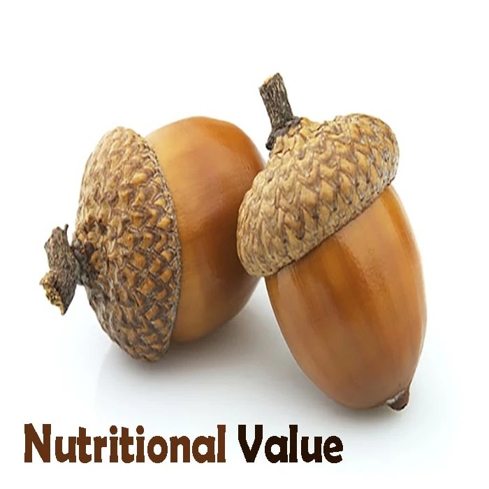 Can Dogs Eat Acorns? [Must read before feed]