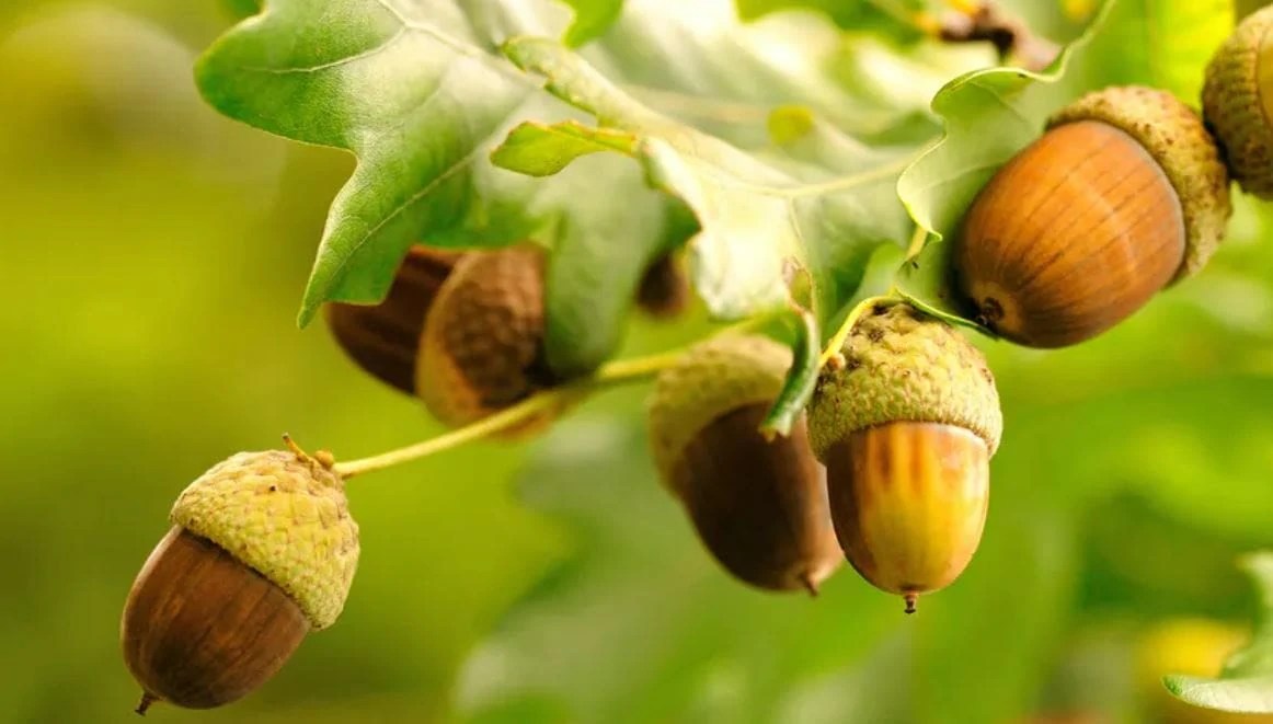 Can Dogs Eat Acorns? [Must read before feed]