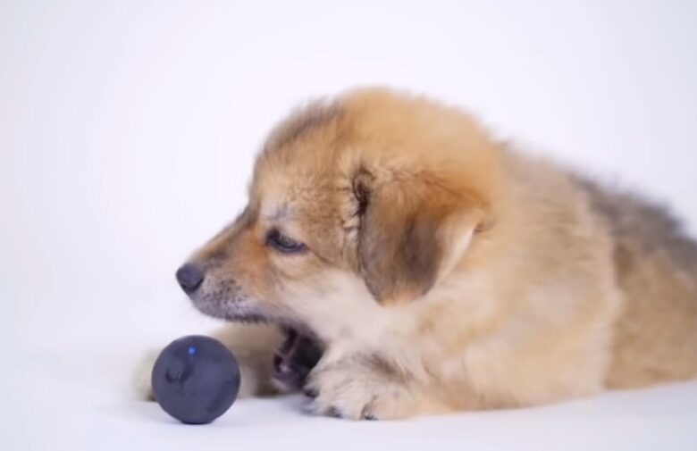 Why Do Dogs Roll in Dead Things? [Top 5 Reasons]