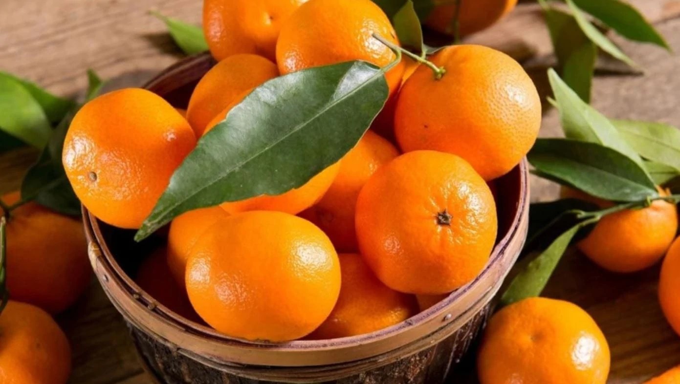 Can Dogs Eat Mandarin Oranges? [Citrus Effect]