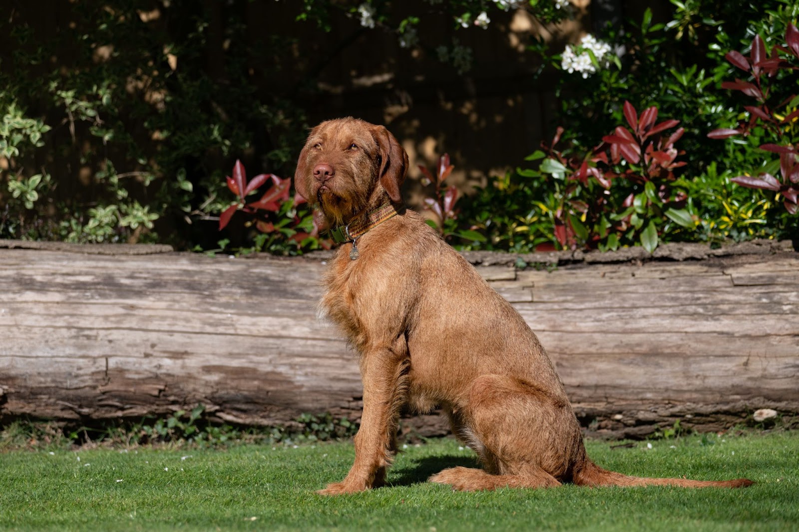 Breed Spotlight Wirehaired Vizsla Good Life Inc.