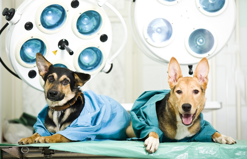 Veterinary Dentistry and Surgery in Gurnee, IL Good Life Veterinary Care