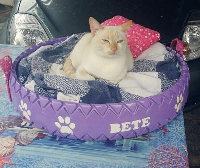 Brazilian Artist Creates Beds For Stray Animals From Old Car Tires