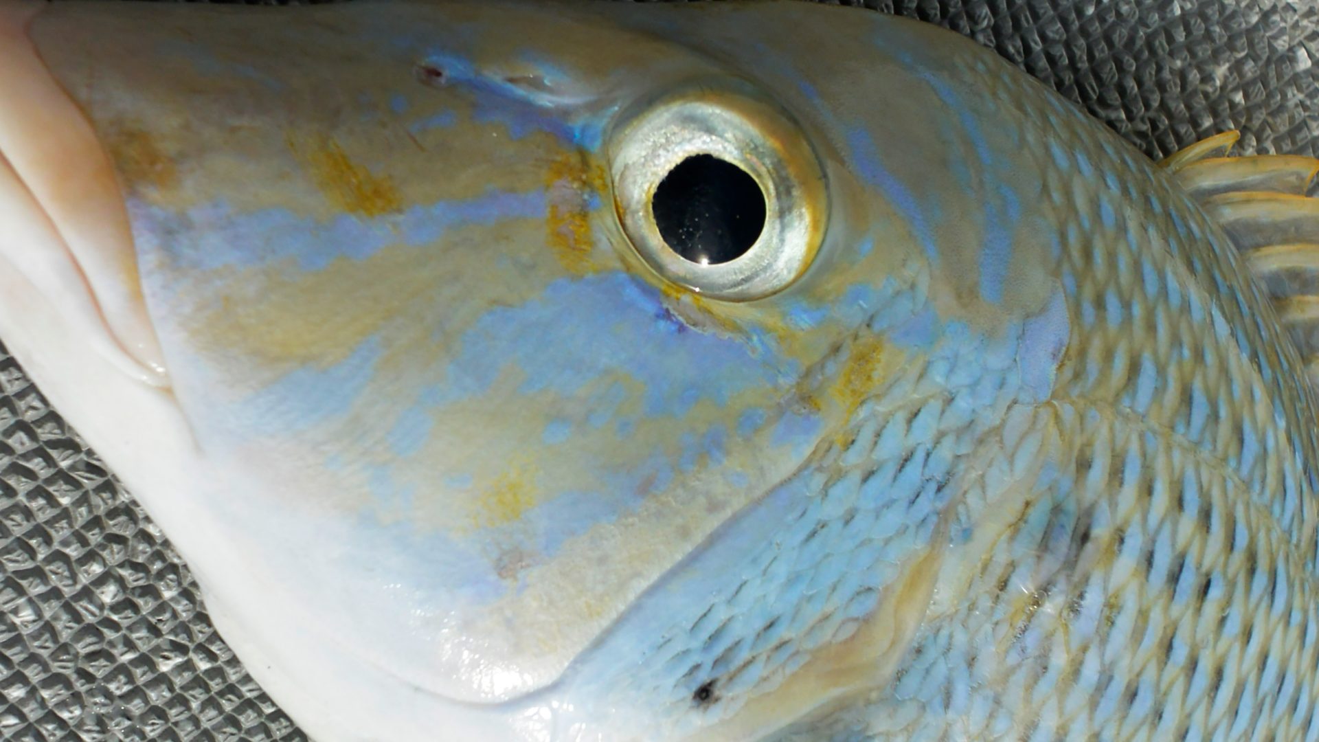 ライトゲーム/リーフフィッシング 早春編｜Goodloop Ishigaki 石垣島グッドループ