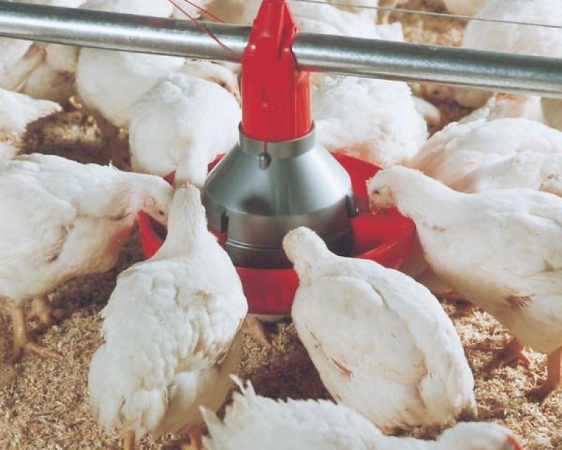 MODEL H2™ Plus Poultry Feeder Goodman Classic