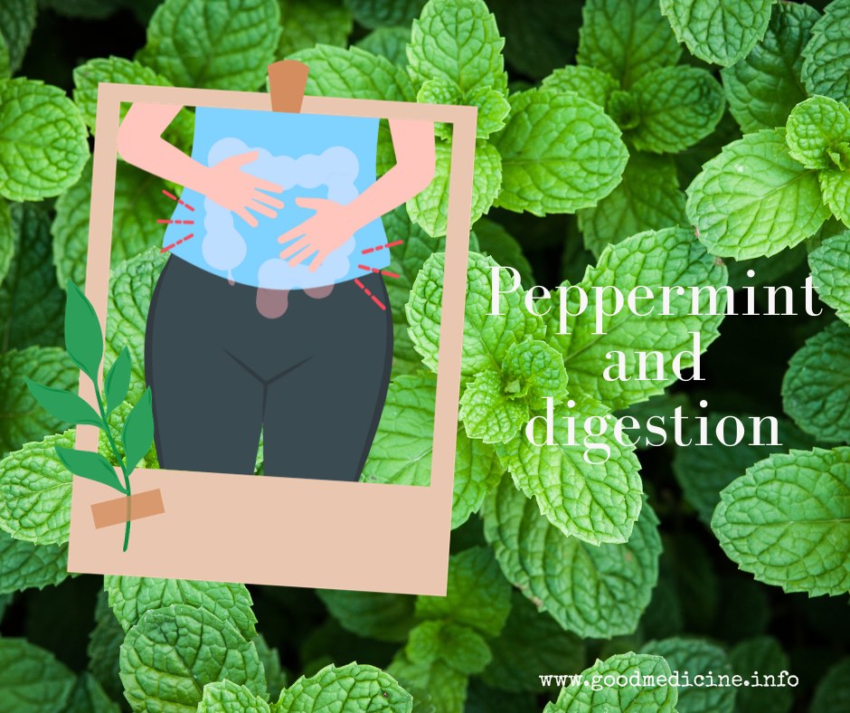 Peppermint to Digestive Rescue Good Medicine