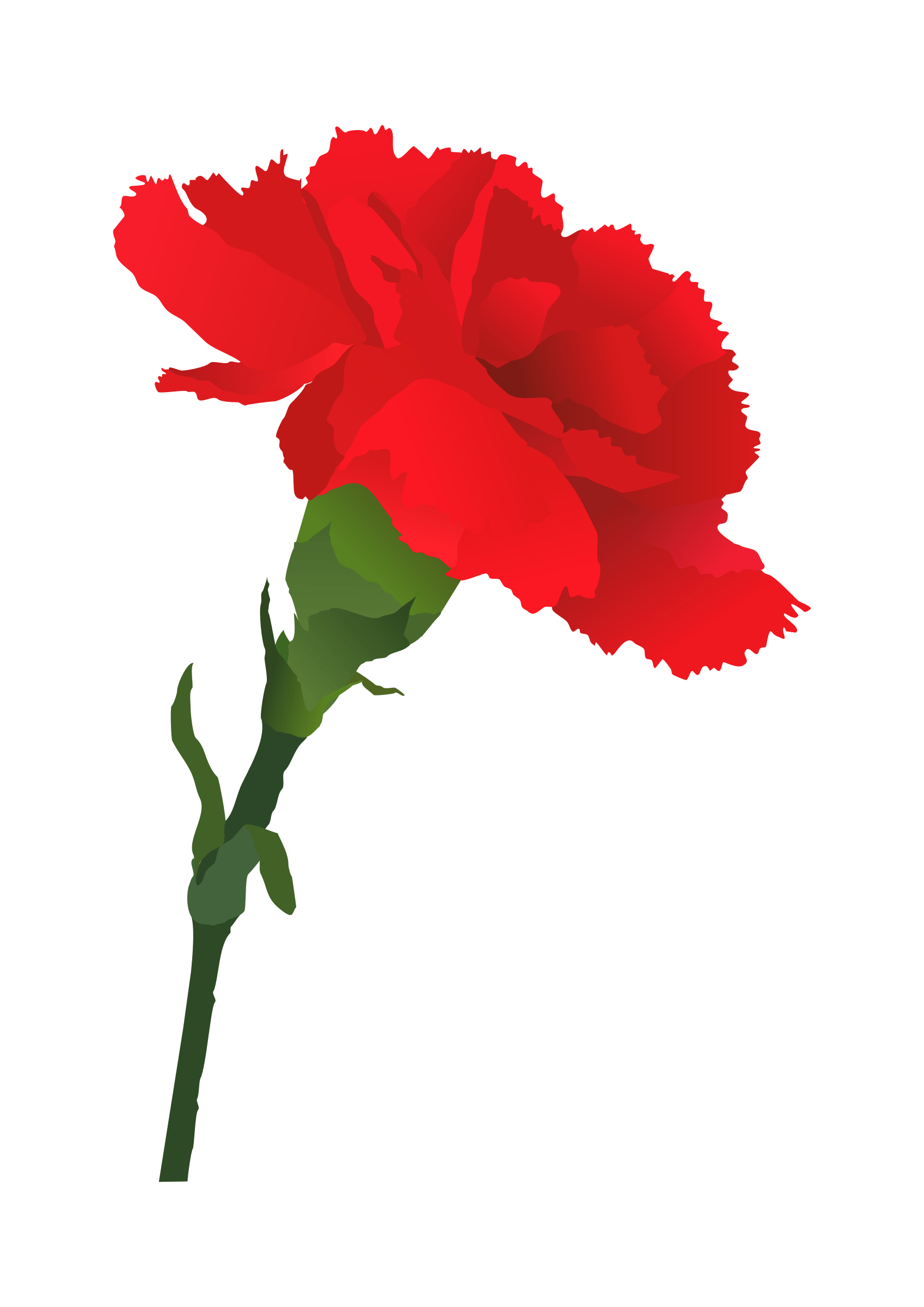 Carnation goździk , Nauka angielskiego przez skojarzenia