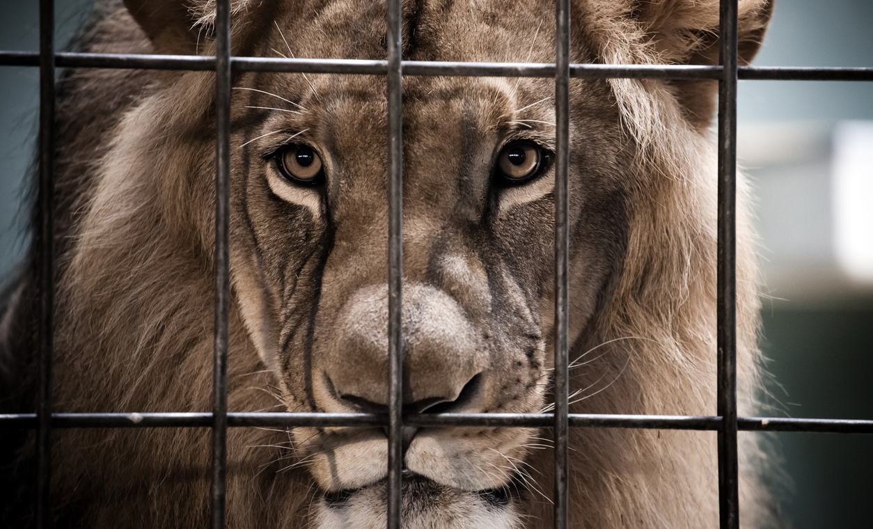 Eau Claire Exotic Pet Fair 2023 Wisconsin One Of Five States Where 'Dangerous' Exotic Animals Can Be Pets - The Good Men Project