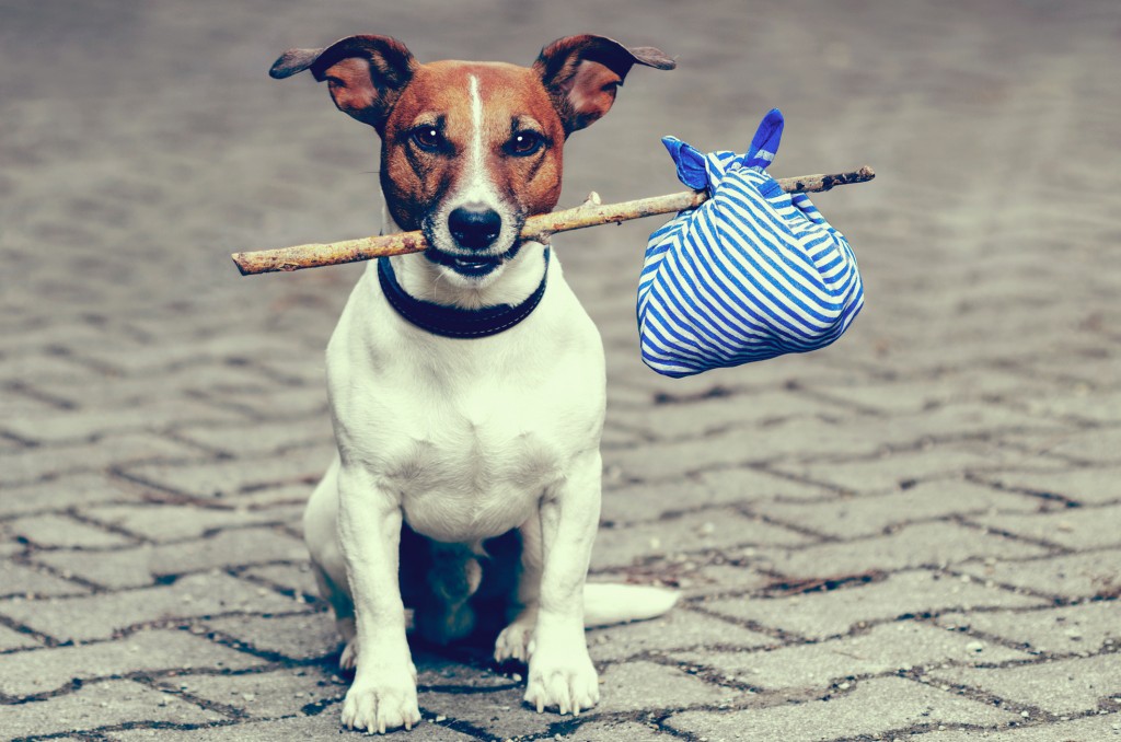 Things To Know About Moving Your Pet Overseas GoodMigrations