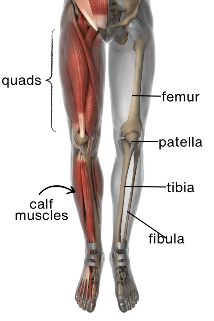 17 Best Nonweight Bearing Leg Exercises Good Mind and Body