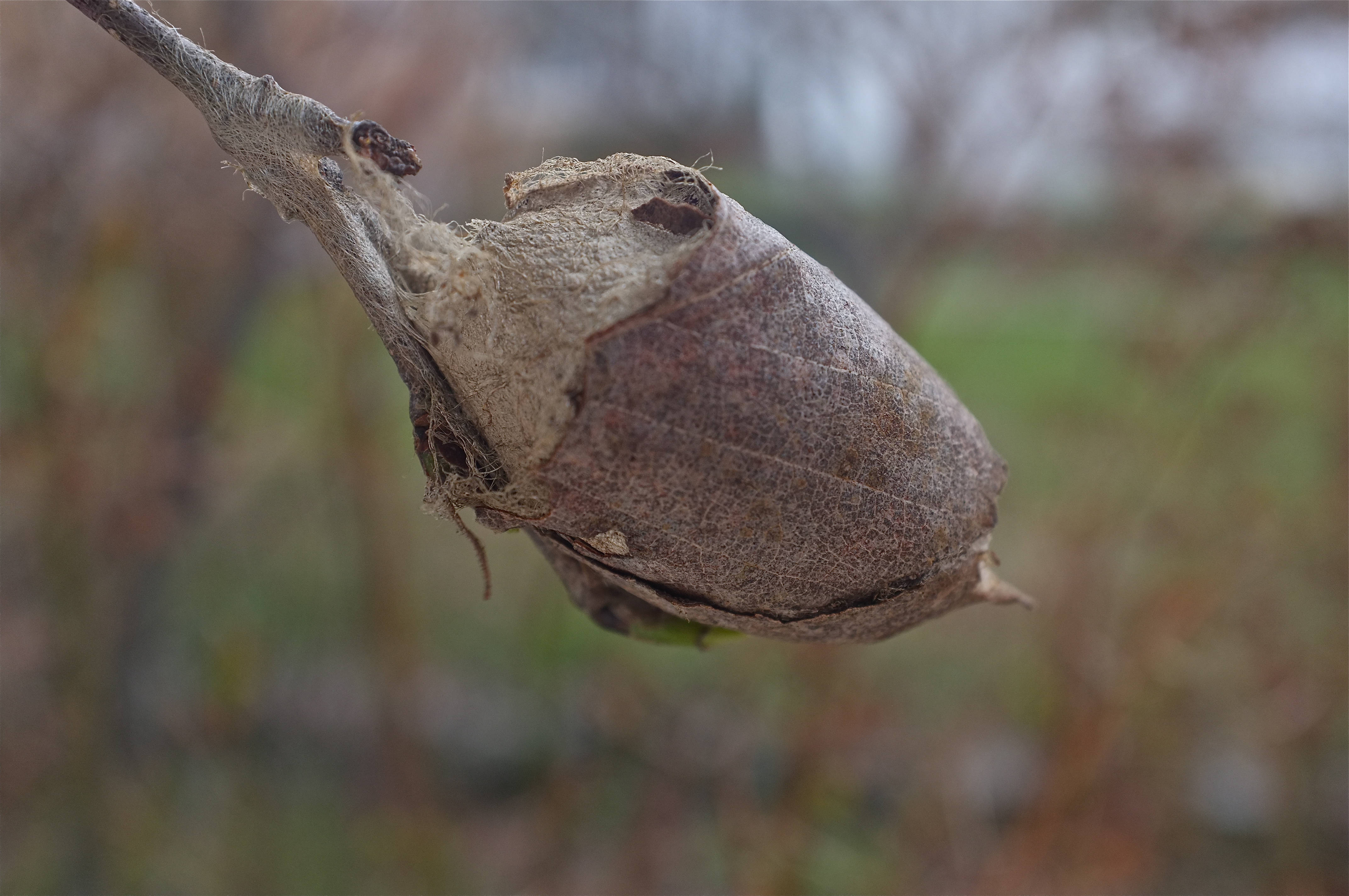 Giant Cocoon GoodMorningGloucester