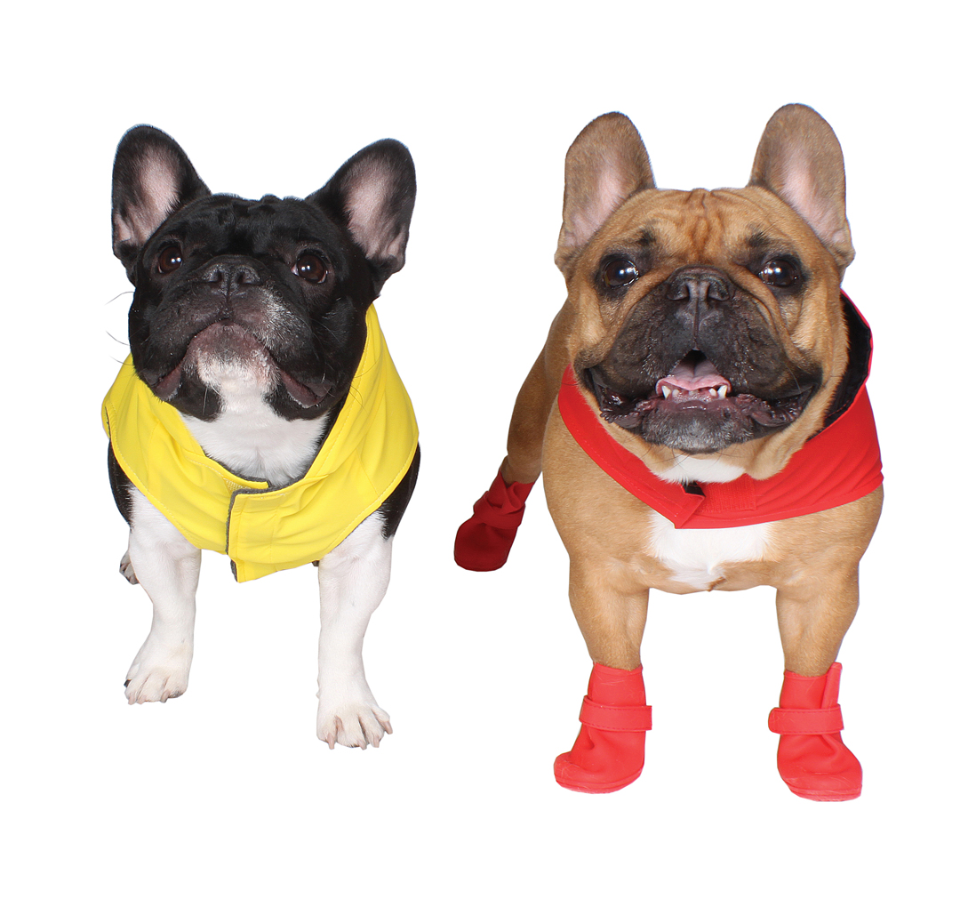 Jelly Wellie Rain Gear for Dogs!