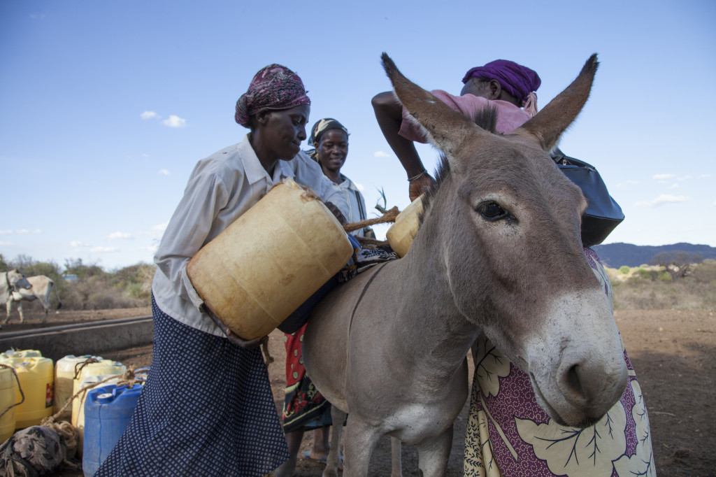 Incredible To See How Donkeys Help Keep People Alive » Good News Shared
