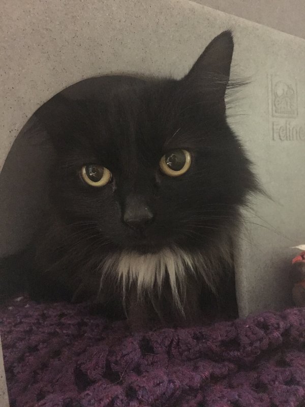 TV star Bob Mortimer meets unwanted cats looking for homes in time for