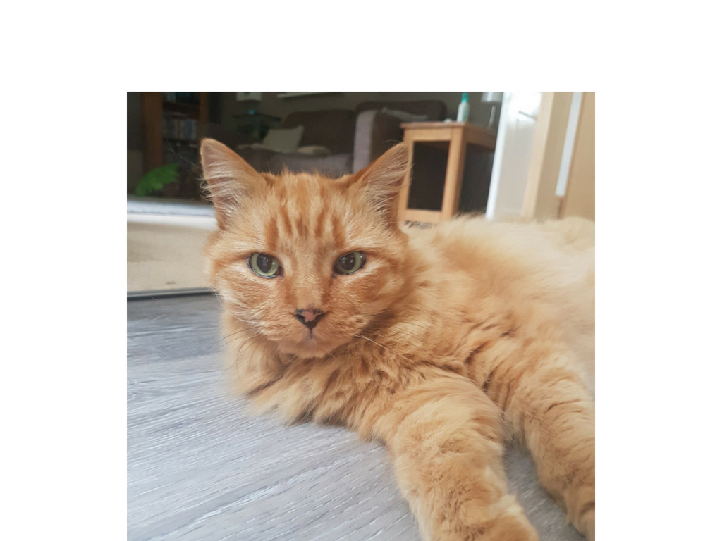 Family Reunited With Their LongLost Ginger Cat After Five Years of