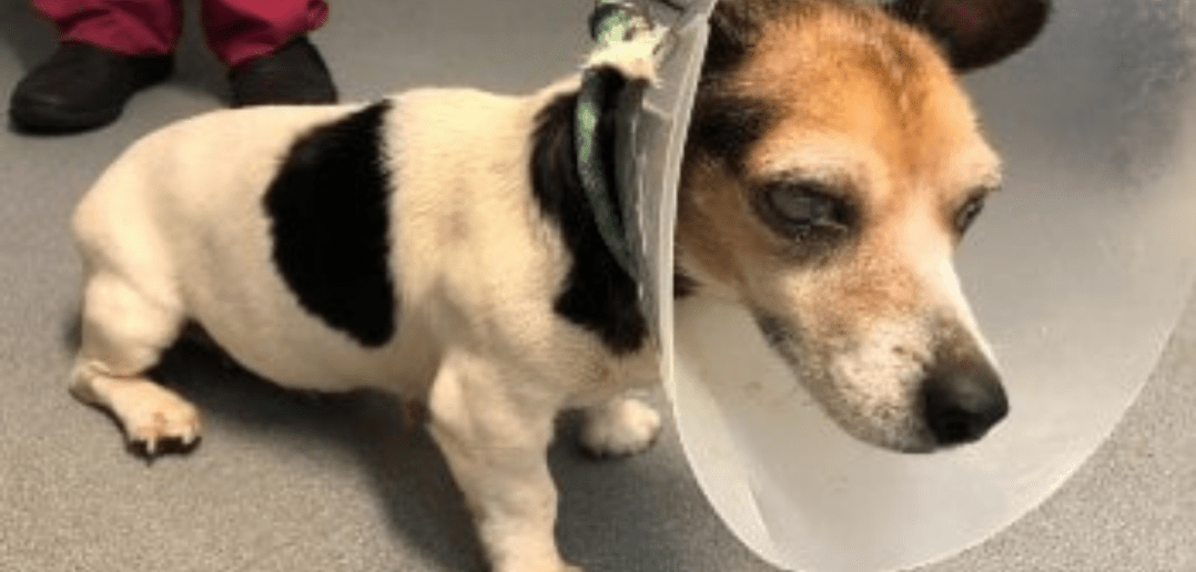 8 Year Old Jack Russel Terrier Enjoys a Christmas First A Loving Home