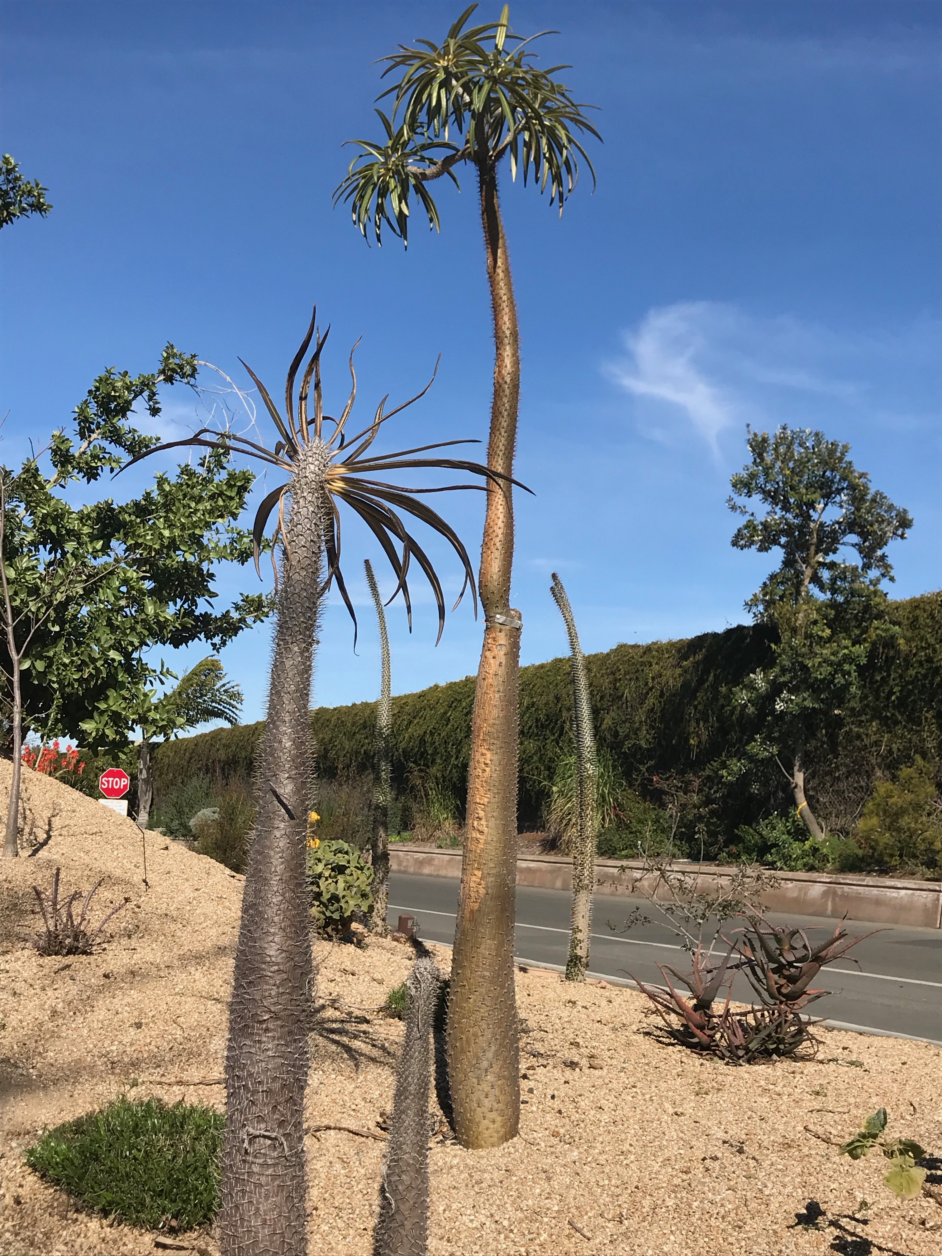 Madagascar’s Trees— Bizarre and OtherWorldly Looking Good News Tree