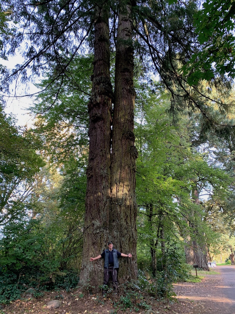 Champoeg State Park’s Giant Douglas Fir Tree Good News Tree Service, Inc.