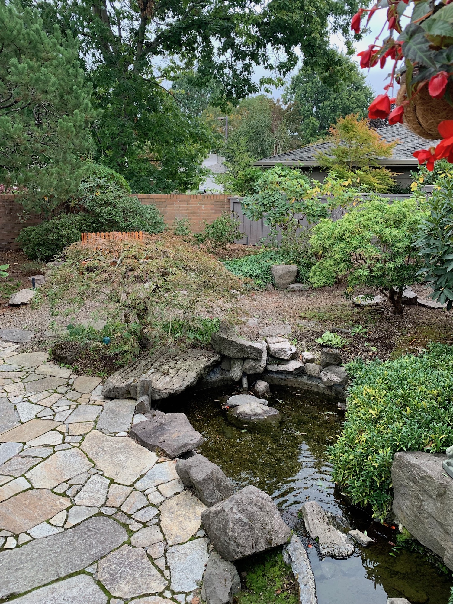 How to Prune Laceleaf Japanese Maples Good News Tree Service, Inc.