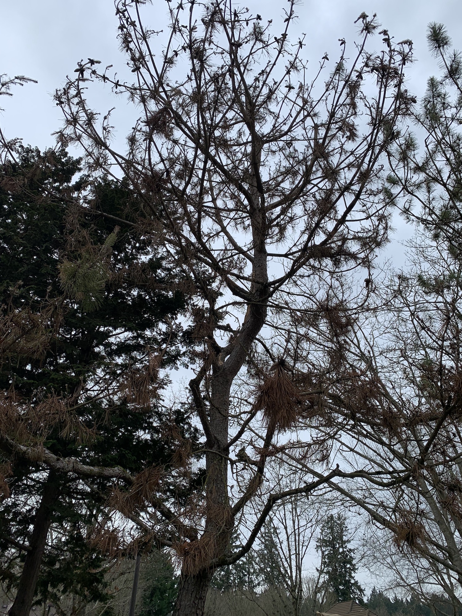 Why Do Mature Trees Suddenly Die? Good News Tree Service, Inc.
