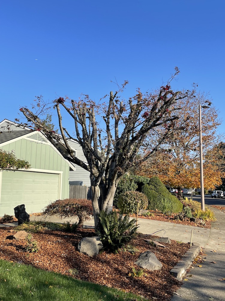 Examples Bad (&!) Pruning! Good News Tree Service, Inc.