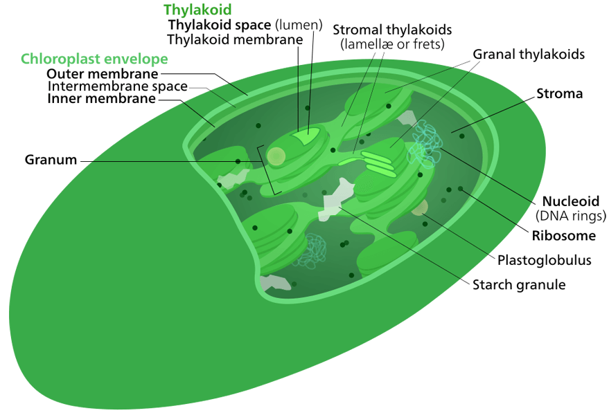 Respiration and Photosynthesis Good Science