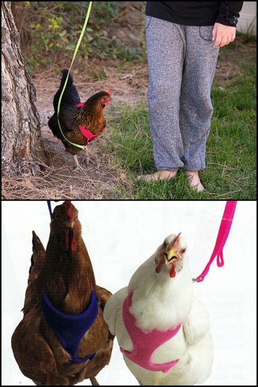 Have a pet chicken you’d like to take for a walk? Now You Can With This