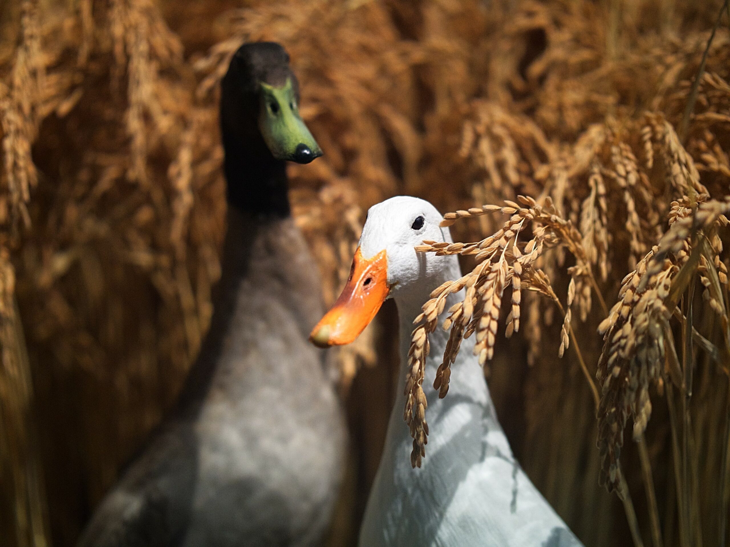 Some Farmers Are Using Ducks To Kill Pests and Reduce Use of Poisonous