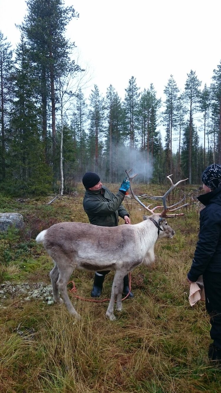Finland Is Covering Reindeer Antlers With Reflective Paint To Prevent