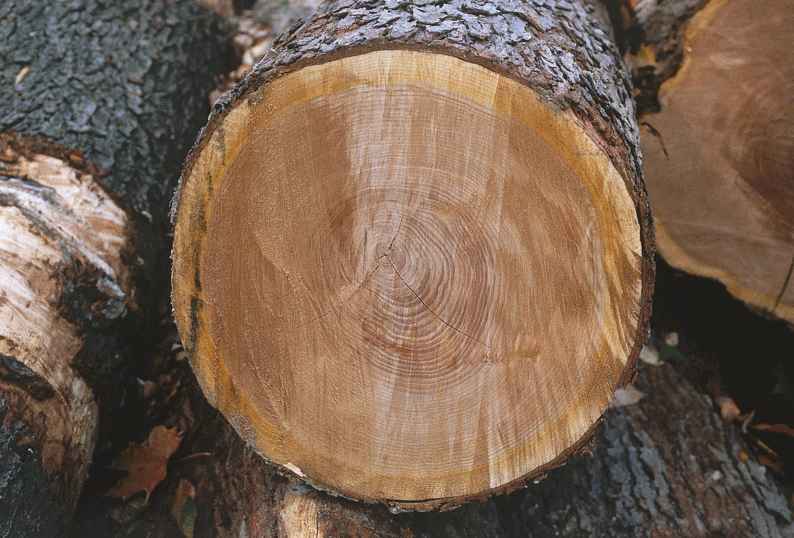 Pennsylvania Hardwoods Stands for Quality and Sustainability