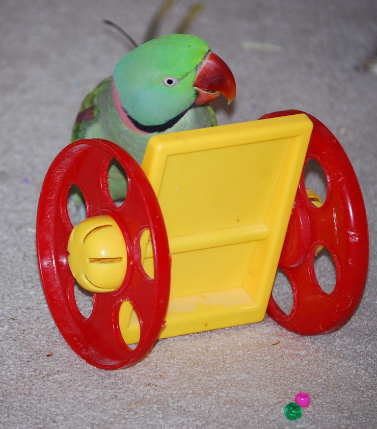 Alexandrine Ringneck Good Things Going Around