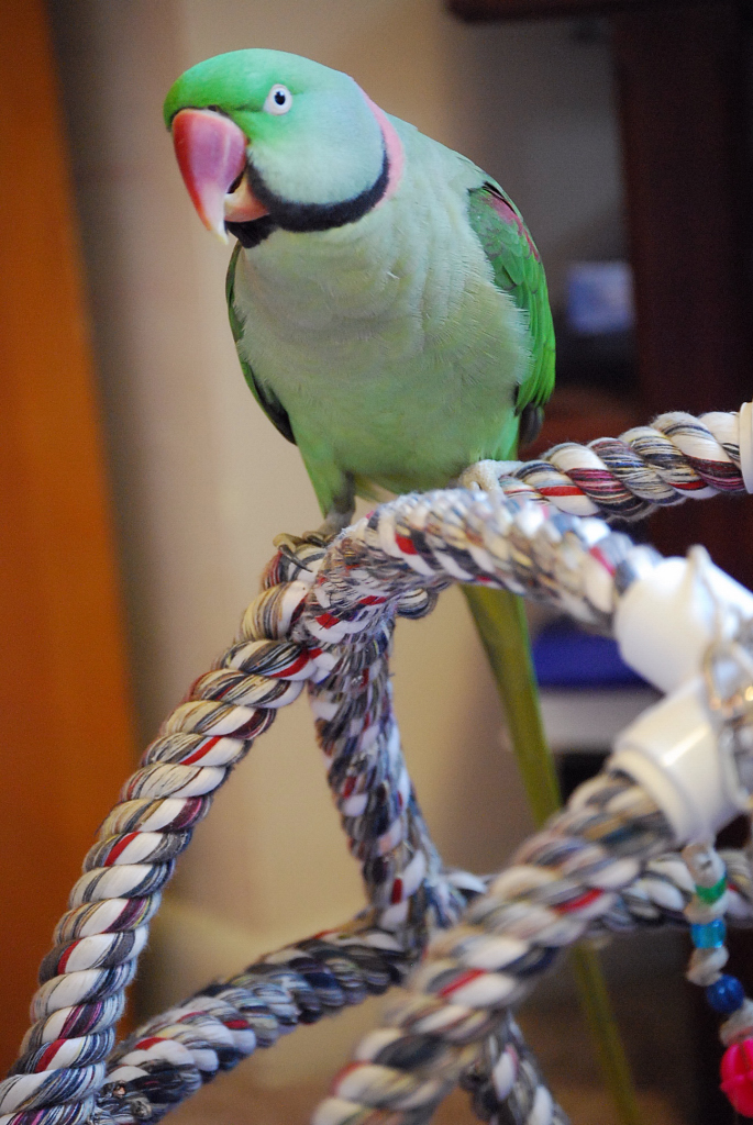 Alexandrine Ringneck Parakeet Good Things Going Around