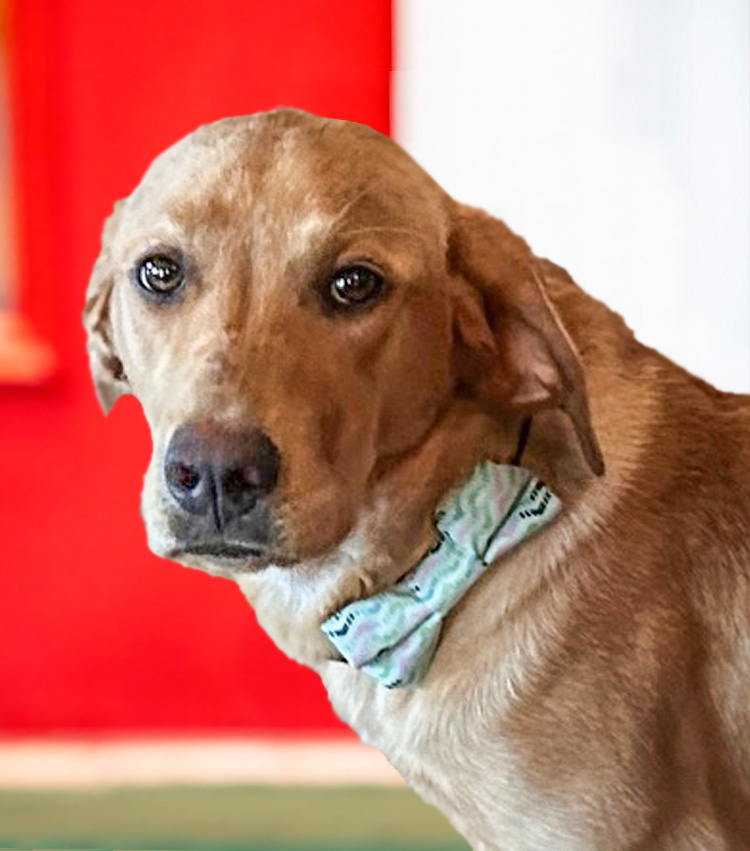 Good Thyme Restaurant and Catering Home