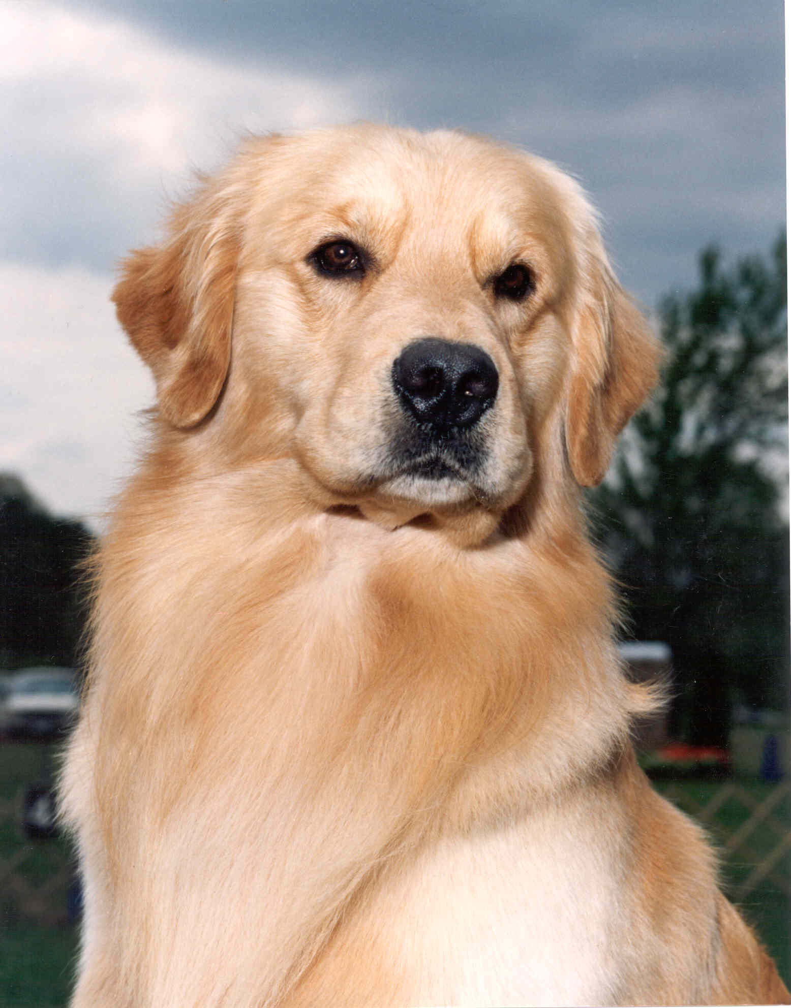 Casey Goodtime Golden Retrievers