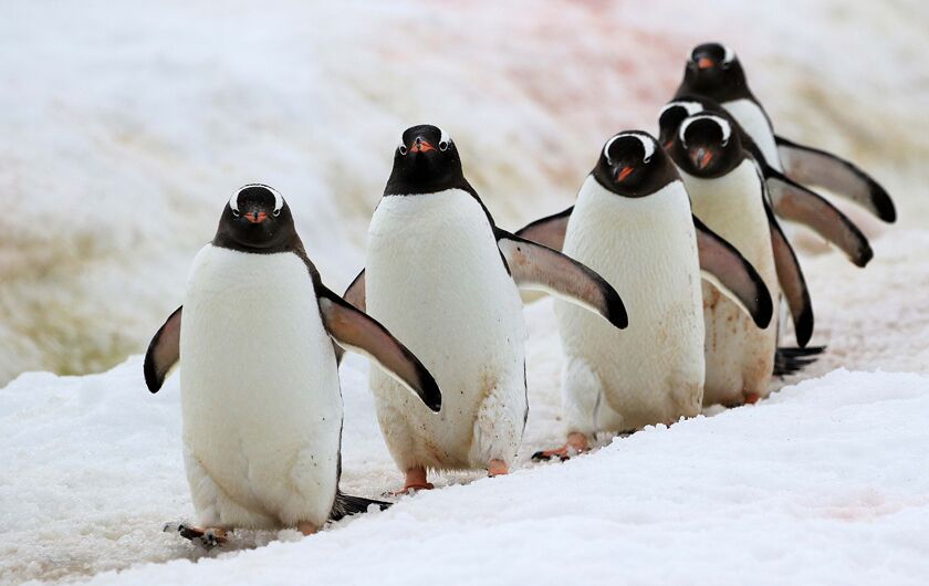 Antarctica’s untouched wonders Good Times