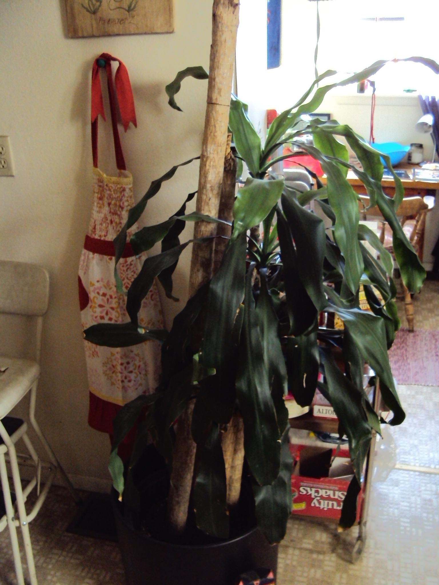 [Thursday Plants 101] How to Repot a Corn Plant