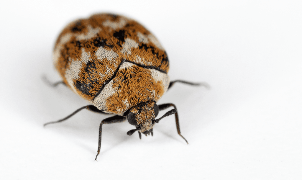 Goodwin Environmental Carpet Beetle Control in West London