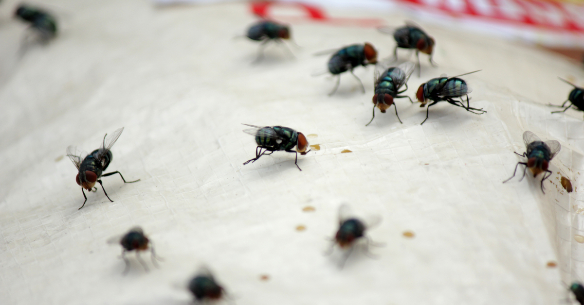 Eliminate Drain Flies Singapore Your Kitchen FlyFree Guide Goody Feed