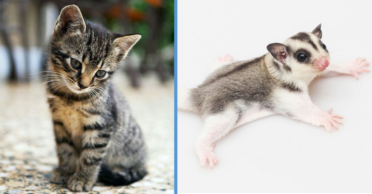 10 Pets That Are Technically Not Allowed in HDB Flats (Includes NonHDB