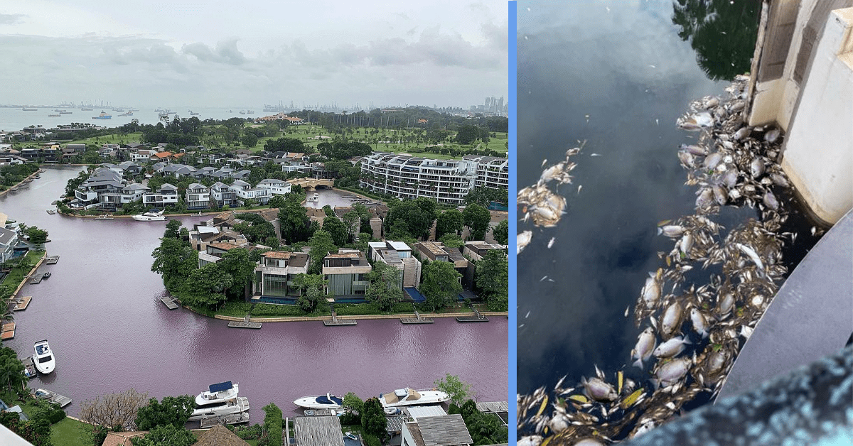 NEA Found Cause of Pink Waterway in Sentosa & It’s Caused by Heavy Rain