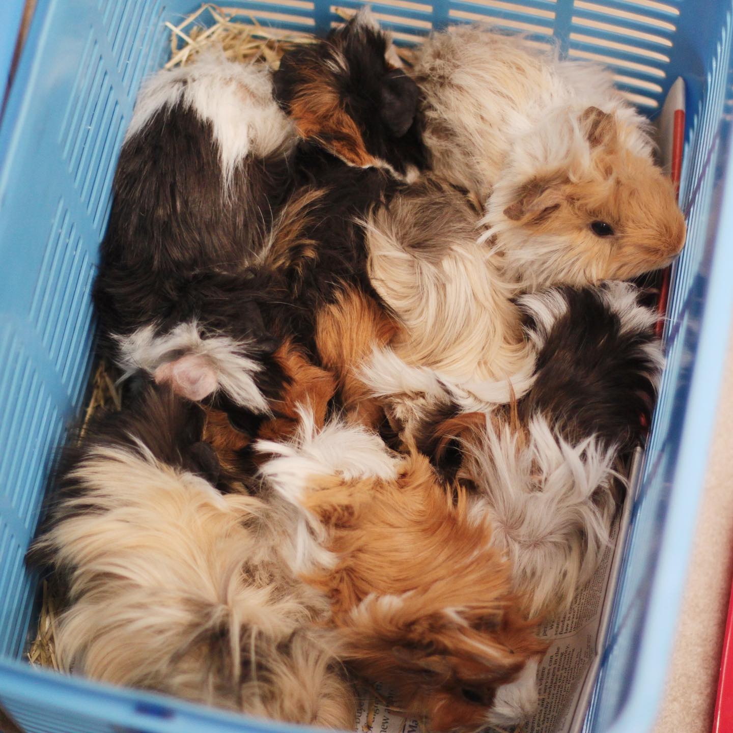 15 Guinea Pigs Found Abandoned in GrabFood Bag at Quiet Road Goody Feed