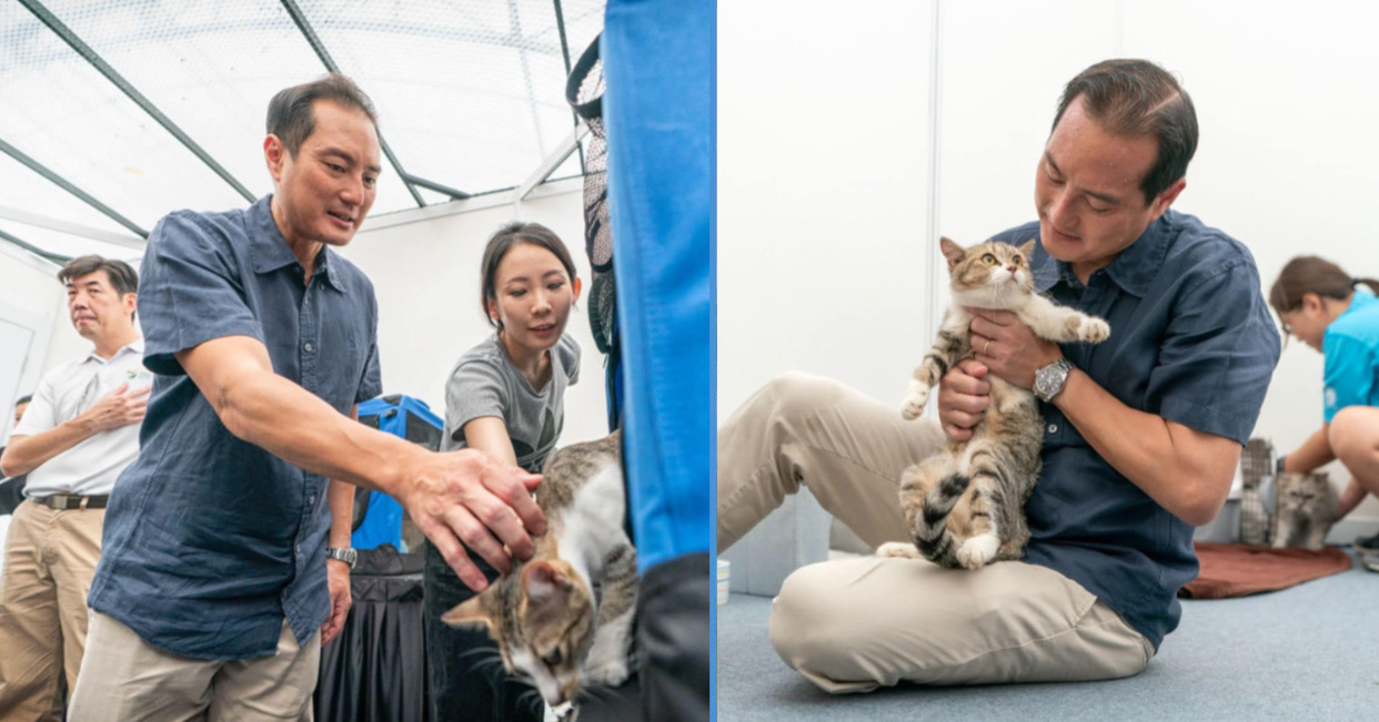 Minister of State Cat Ownership Might be Allowed in HDB Flats Goody Feed
