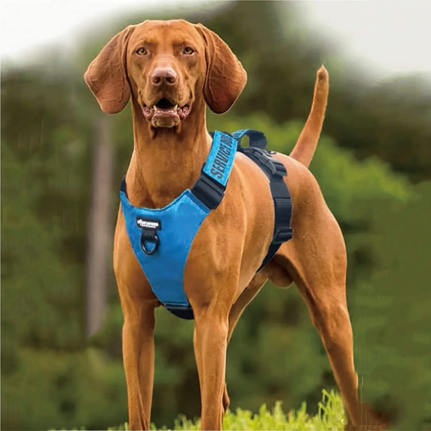 Buy Online Best Dog Harness India At Best Prices – GoofyTails