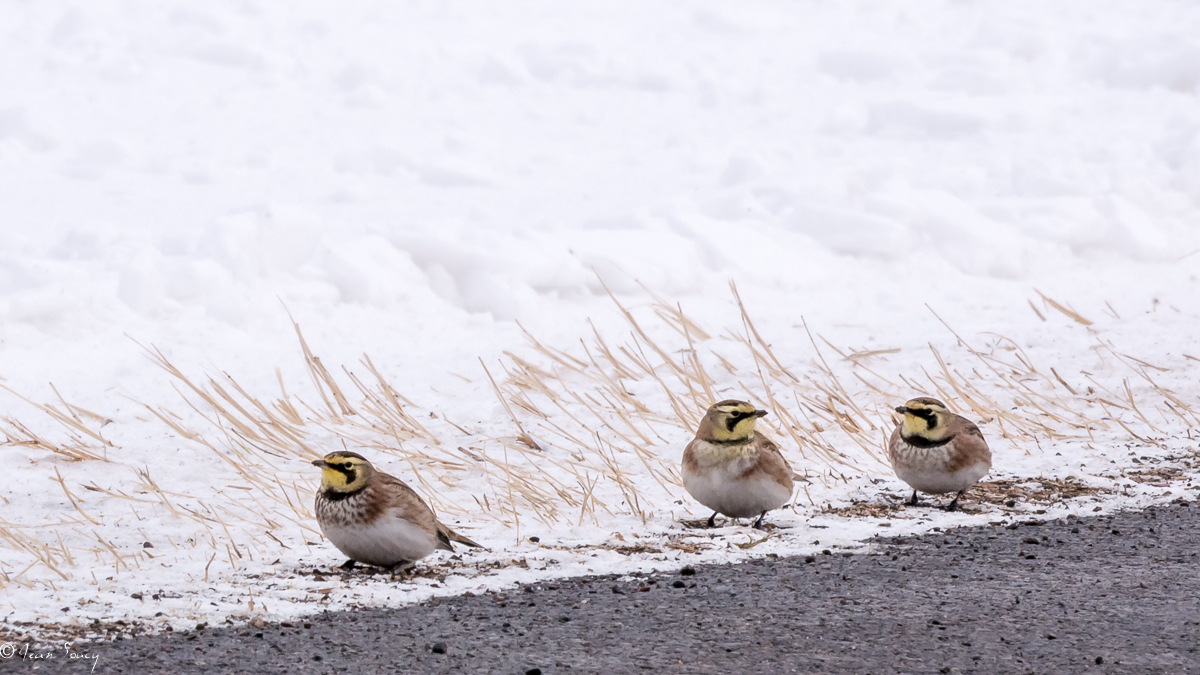 Mission de janvier 2017 Trouver des alouettes ou des plectrophanes