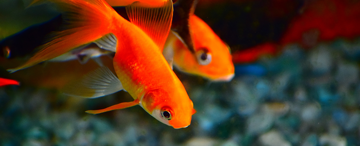 Aquarium Sand Petstock Ape Aquarium Fish