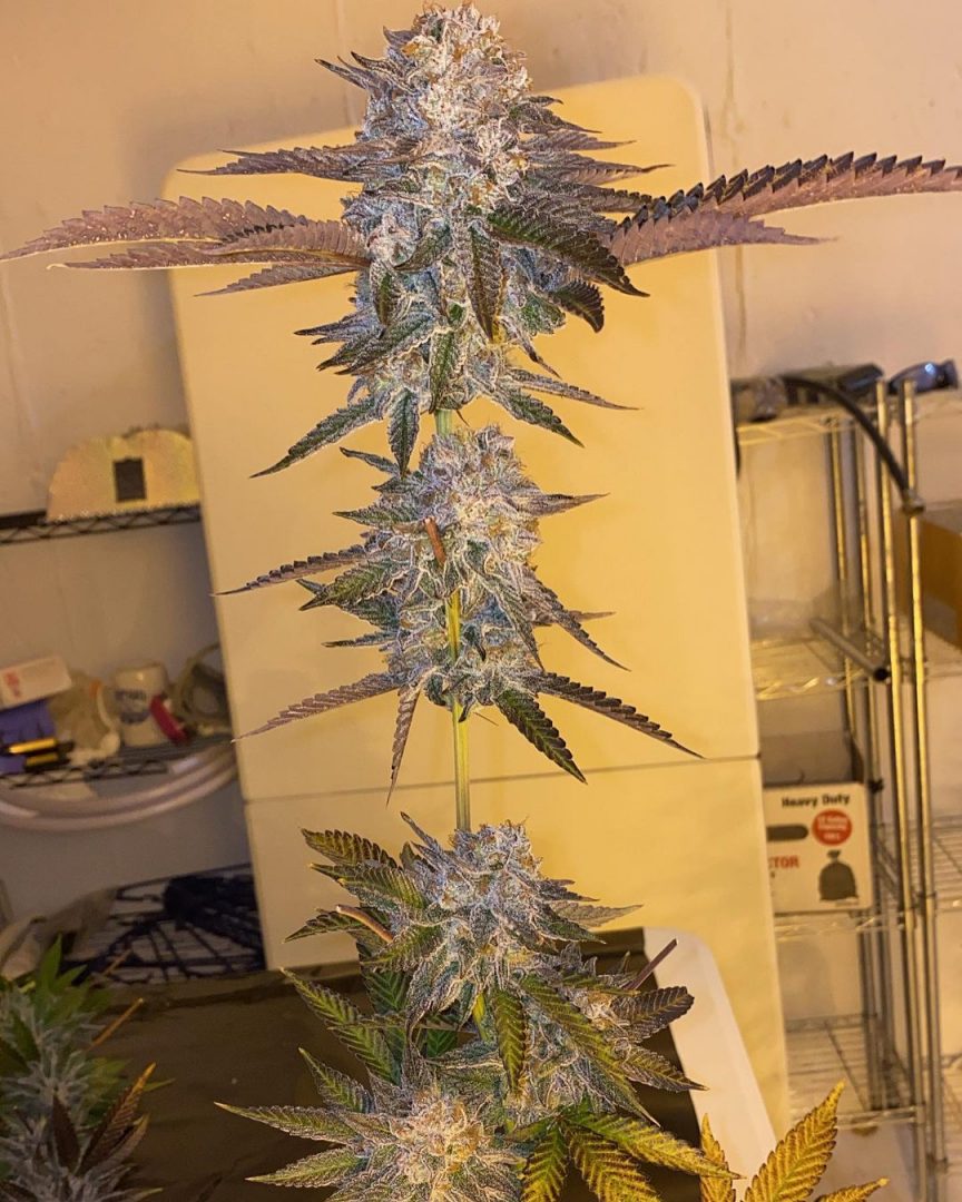 Bloom Seed Co. Grape Cream Cake F2 Goose Seeds 🇨🇦