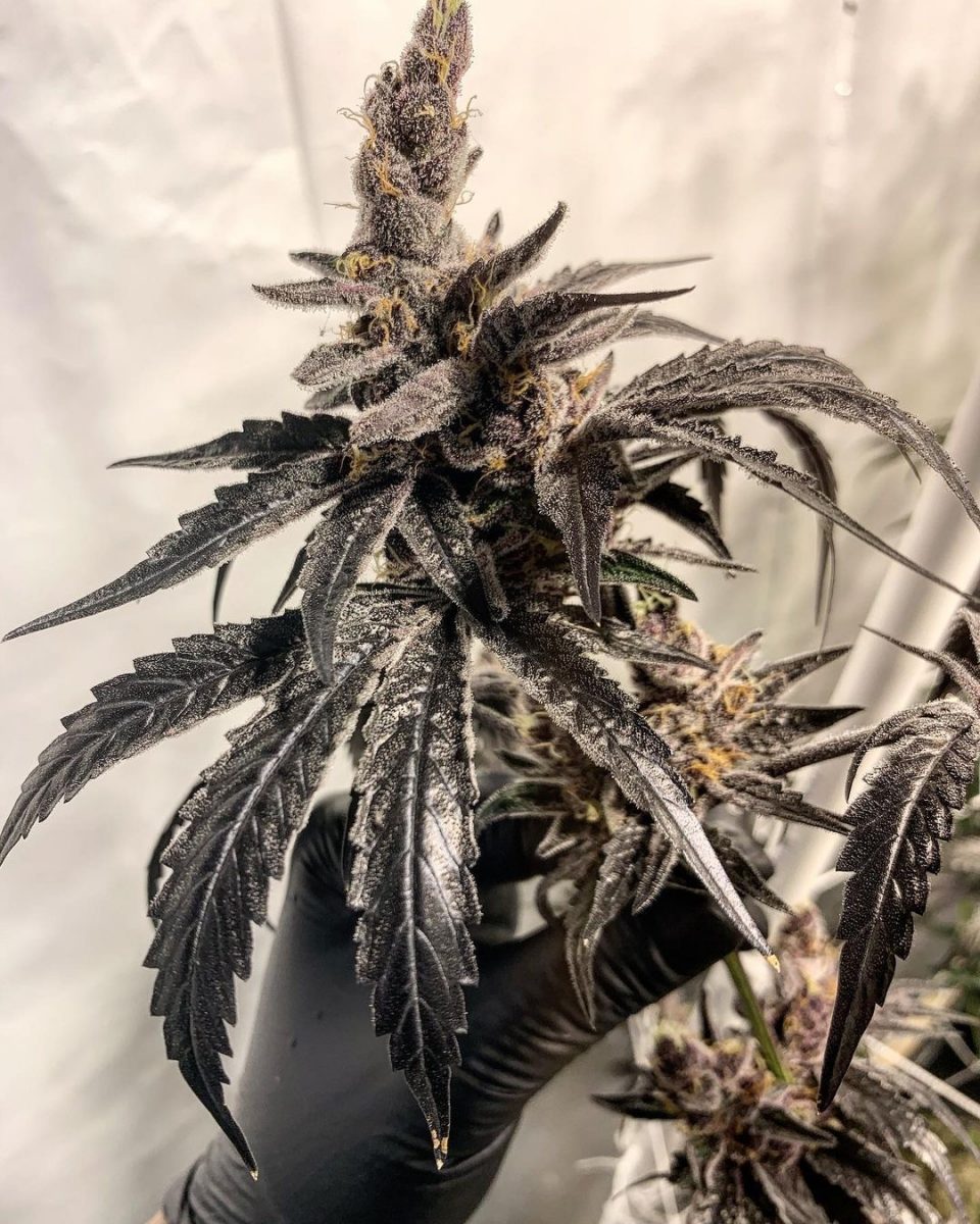 Solfire Gardens PURPLE MARMALADE Goose Seeds